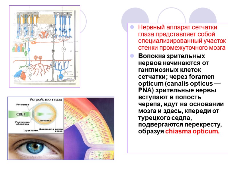 Нервный аппарат сетчатки глаза представляет собой специализированный участок стенки промежуточного мозга Волокна зрительных нервов